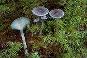 Cantharellula umbonata